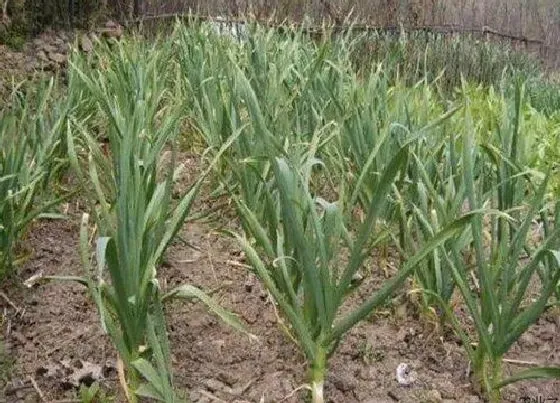 种菜|南方冬天适合种什么蔬菜