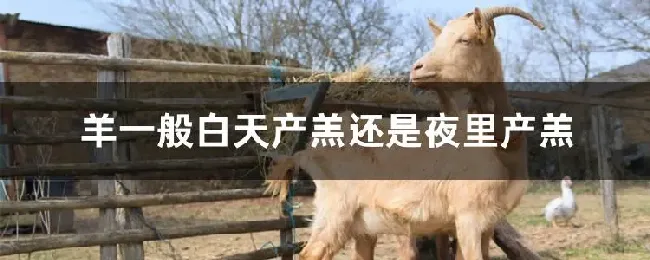 羊一般白天产羔还是夜里产羔