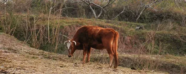 肉牛要养多久可以出栏