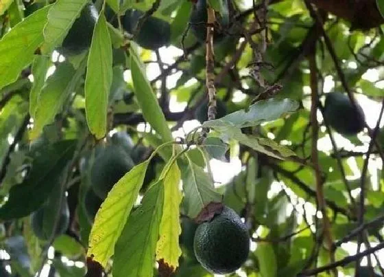 种植前景|牛油果产量高吗 亩产量多少