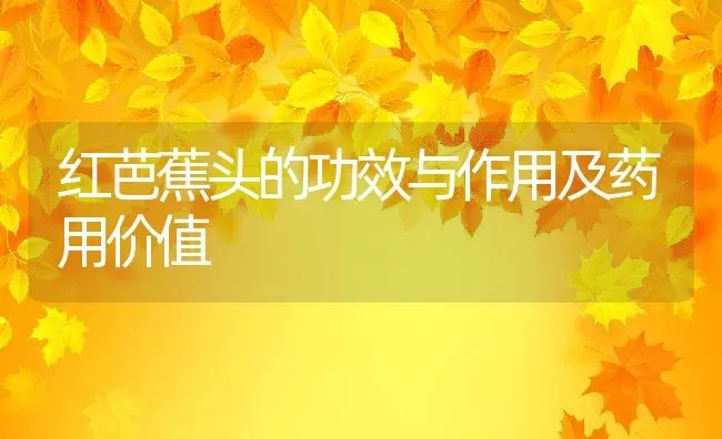 红芭蕉头的功效与作用及药用价值 | 养殖资料投稿