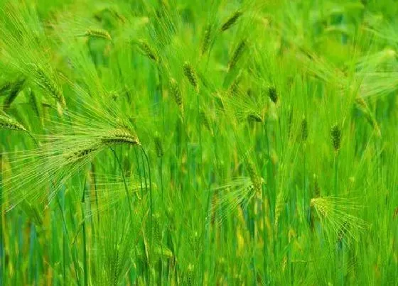 种植前景|青稞种植条件 气候与地理位置要求