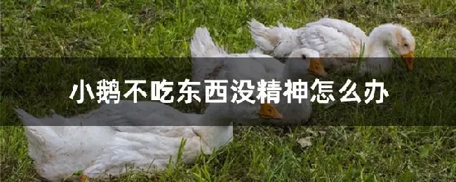 小鹅不吃东西没精神怎么办