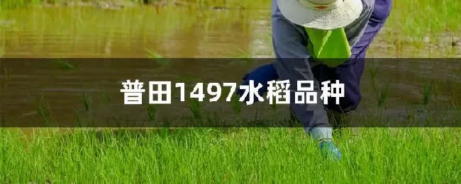 普田1497水稻品种