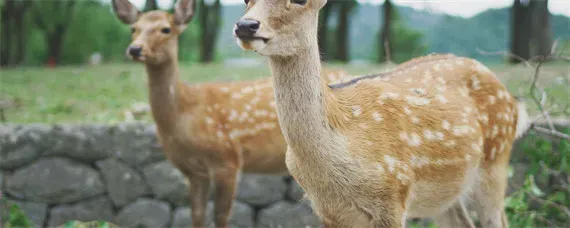 梅花鹿的养殖技术