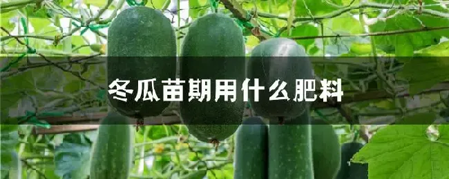 冬瓜苗期用什么肥料