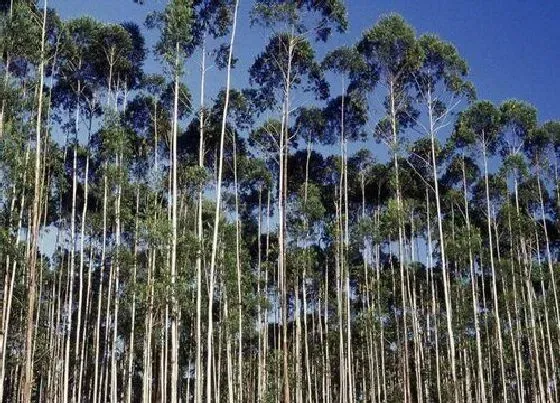 树木|什么树苗长得快又值钱（目前十年内栽什么树苗有前景）