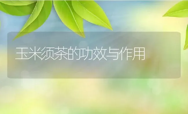 玉米须茶的功效与作用 | 养殖资料投稿