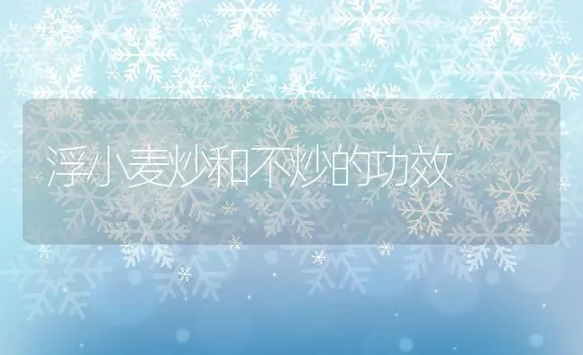 浮小麦炒和不炒的功效 | 养殖资料投稿