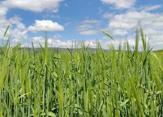 种植前景|青稞种植条件 气候与地理位置要求