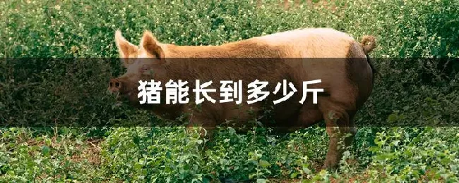 猪能长到多少斤