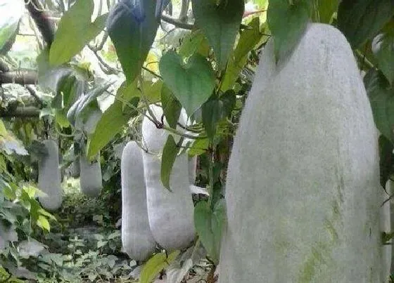 种植前景|种植冬瓜赚钱吗 种植成本与利润