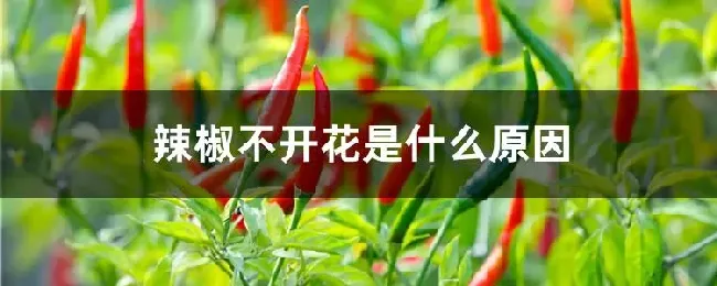 辣椒不开花是什么原因