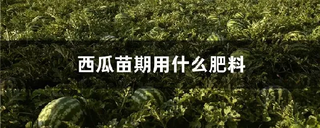 西瓜苗期用什么肥料