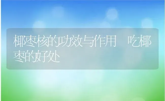 椰枣核的功效与作用 吃椰枣的好处 | 养殖资料投稿