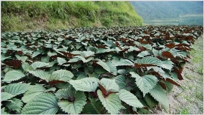 哪些野菜种植前景好 | 养殖项目前景