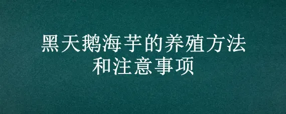 黑天鹅海芋的养殖方法和注意事项