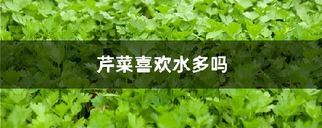 芹菜喜欢水多吗