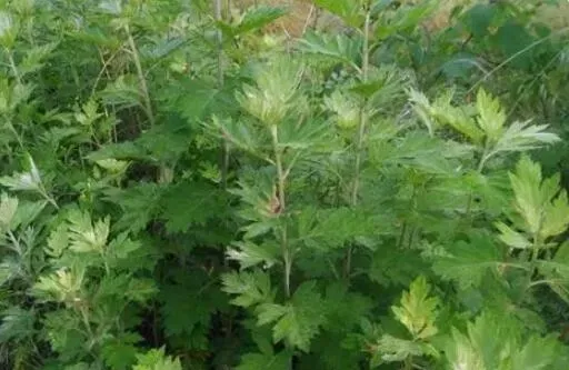 艾草的功效与作用禁忌 （艾草食用方法）