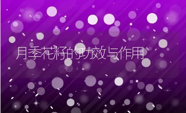 月季花籽的功效与作用 | 养殖资料投稿
