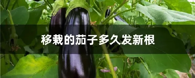 移栽的茄子多久发新根