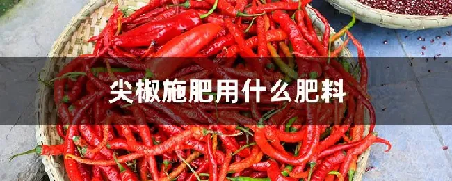 尖椒施肥用什么肥料
