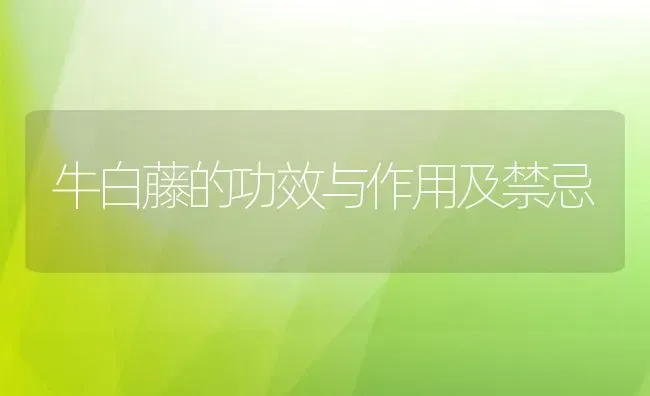 牛白藤的功效与作用及禁忌 | 养殖资料投稿