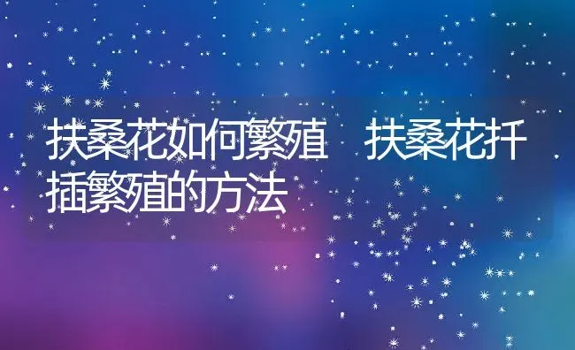 扶桑花如何繁殖 扶桑花扦插繁殖的方法 | 养殖资料投稿