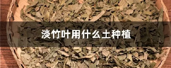 淡竹叶用什么土种植