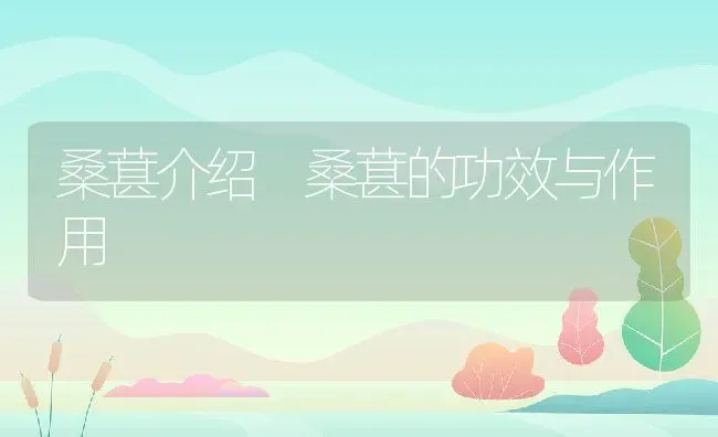 桑葚介绍 桑葚的功效与作用 | 养殖资料投稿