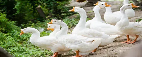 鹅怎么喂养才是最佳方法