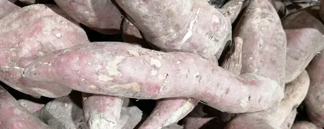 红薯高产绝招