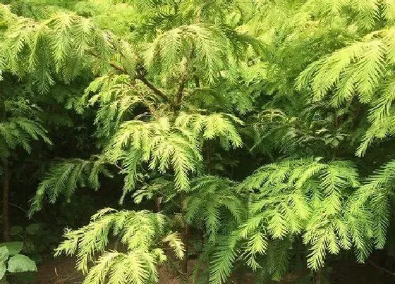 种植前景|水杉种植条件与生长环境 种在什么地方好