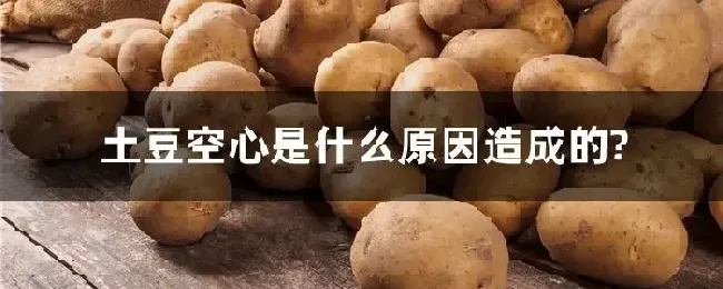 土豆空心是什么原因造成的?