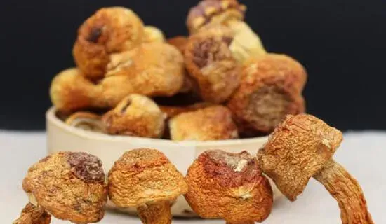 松菌菇如何吃？怎么做好吃