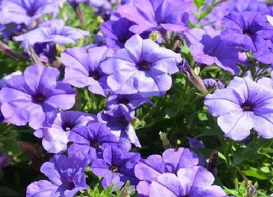 养花|南方室外适合种什么花卉 南方露天种植的花卉品种
