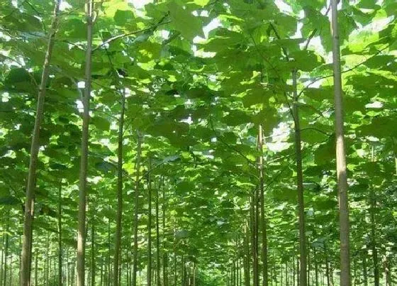 树木|什么树苗长得快又值钱（目前十年内栽什么树苗有前景）