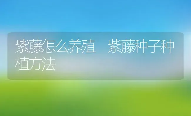 紫藤怎么养殖 紫藤种子种植方法 | 养殖资料投稿
