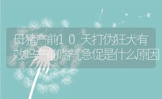 母猪产前10天打伪狂犬有效吗产前喘气急促是什么原因 | 养殖资讯