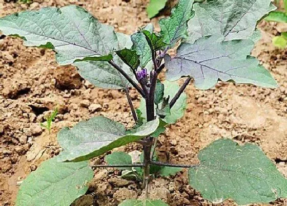 种菜|七月份适合种什么菜 现在七月份种什么蔬菜好