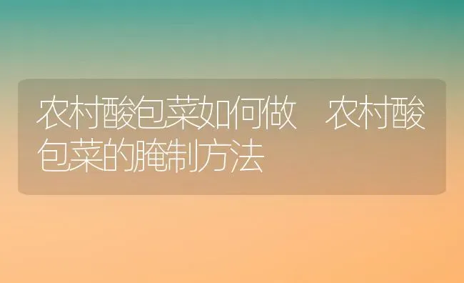 农村酸包菜如何做 农村酸包菜的腌制方法 | 养殖资料投稿