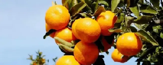柑橘花期用什么农药可以施尿素吗