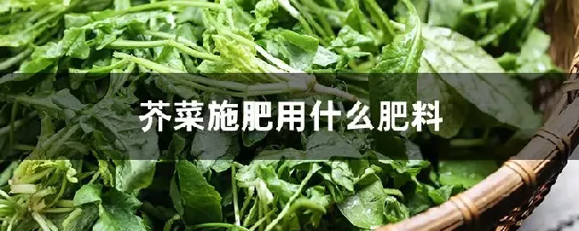 芥菜施肥用什么肥料