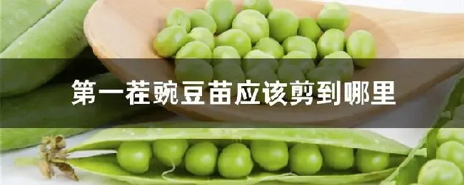 第一茬豌豆苗应该剪到哪里