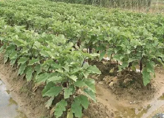 种菜|七月份适合种什么菜 现在七月份种什么蔬菜好