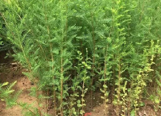 种植前景|水杉种植条件与生长环境 种在什么地方好