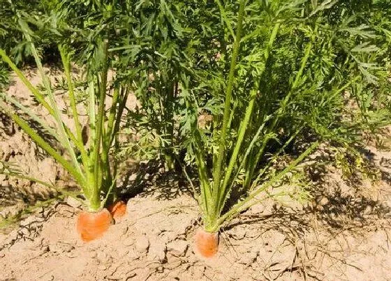 种菜|七月份适合种什么菜 现在七月份种什么蔬菜好