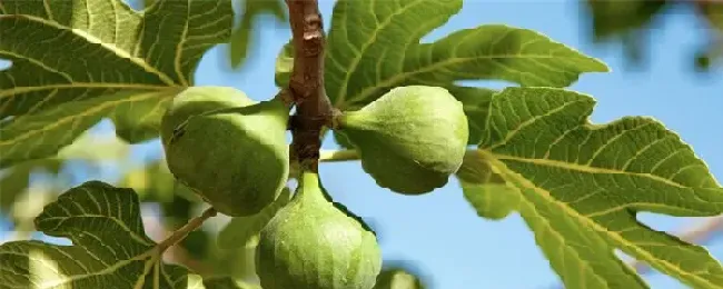 无花果树怎么过冬