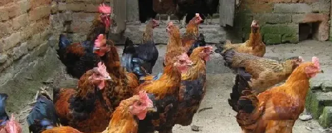 土鸡多久能长出第五个脚趾淘汰蛋鸡养多久变土鸡