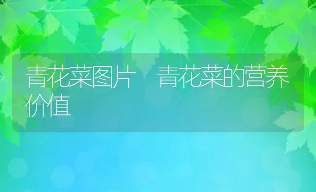 青花菜图片 青花菜的营养价值 | 养殖资料投稿